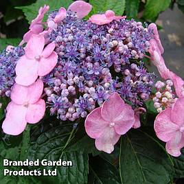 Hydrangea macrophylla Endless Summer - Twist & Shout