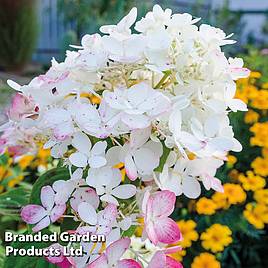 Hydrangea paniculata Wims Red