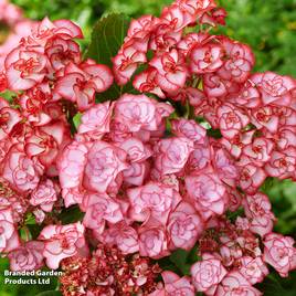 Hydrangea macrophylla Yulika