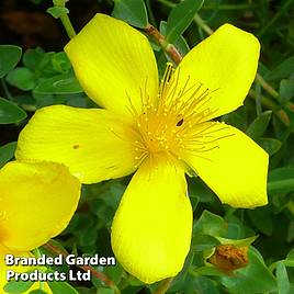 Hypericum olympicum Citrinum