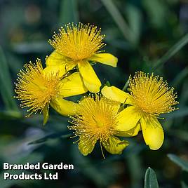 Hypericum Gemo