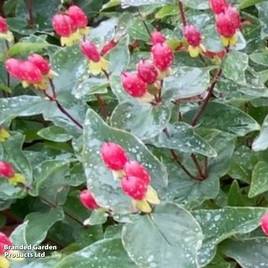 Hypericum x inodorum Magical Impression
