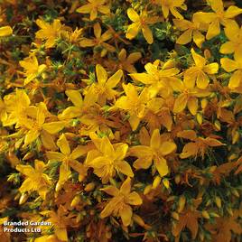 Hypericum perforatum