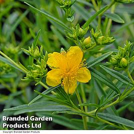Hypericum kalmianum Sunny Boulevard