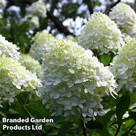 Hydrangea Paniculata Limelight