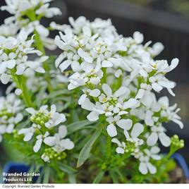Iberis sempervirens