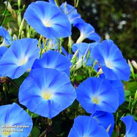 Morning Glory Heavenly Blue - Seeds