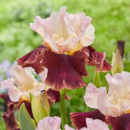 Iris Cranberry Swirl