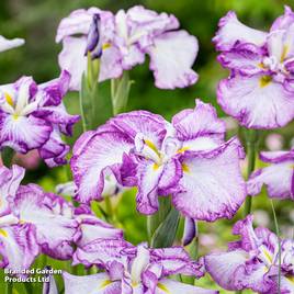 Iris ensata Dinner Plate Cheesecake (Marginal Aquatic)