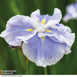 Iris ensata Dinner Plate Ice Cream