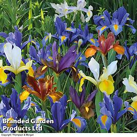 Iris Dutch Mixed