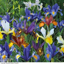 Iris Dutch Mixed