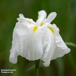 Iris ensata White (Marginal Aquatic)