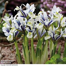Iris Eyecatcher