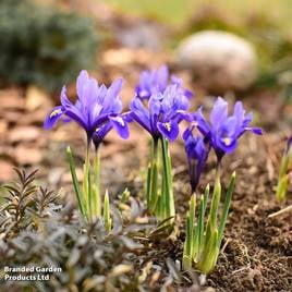 Iris Harmony