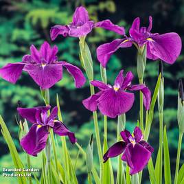 Iris ensata Variegata (Marginal Aquatic)