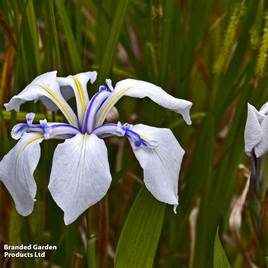 Iris laevigata Snowdrift (Marginal Aquatic)