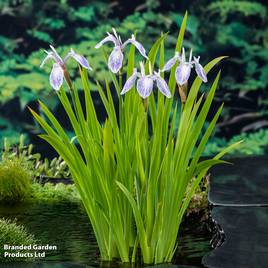 Iris laevigata Mottled Beauty (Marginal Aquatic)