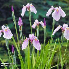Iris laevigata Pink Queen (Marginal Aquatic)