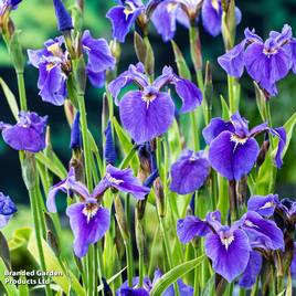 Iris setosa (Marginal Aquatic)