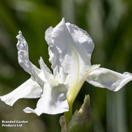 Iris sibirica Not Quite White (Marginal Aquatic)