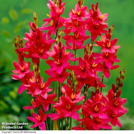 Ixia Venus