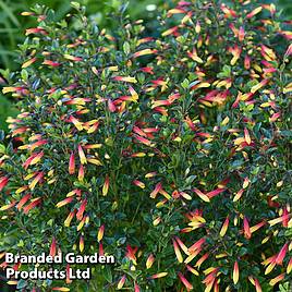 Brazilian Fuchsia