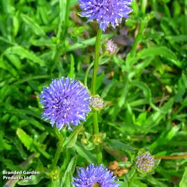 Jasione laevis Blue Light