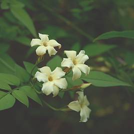 Jasminum officinale Clotted Cream