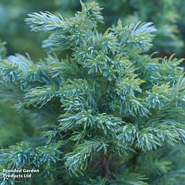Juniperus squamata Blue Carpet