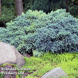 Juniperus squamata Blue Compact