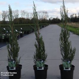 Juniperus scopulorum Blue Ivory