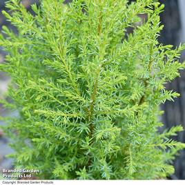 Juniperus communis Compressa