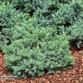 Juniperus squamata Little Joanna