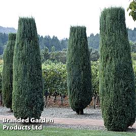 Juniperus scopulorum Moonglow