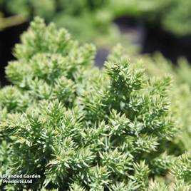 Juniperus procumbens Nana