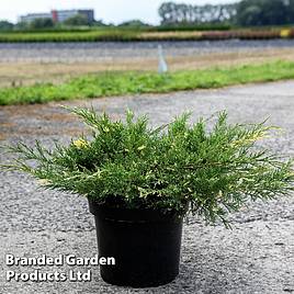 Juniperus pfitzeriana White Splash
