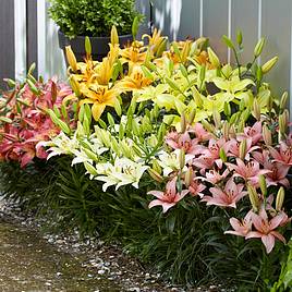 Lily Asiatic Mix