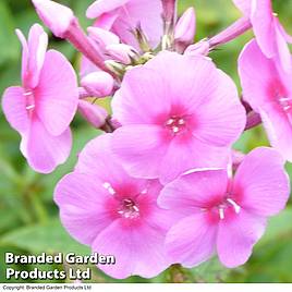 Phlox paniculata Eva Cullum