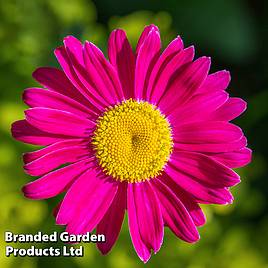 Tanacetum coccineum Robinsons Pink