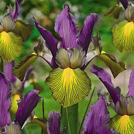 Iris bulbs for shop sale