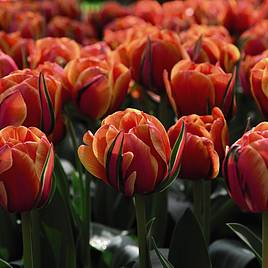 Tulip Queensday