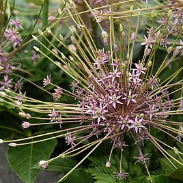 Allium Schubertii