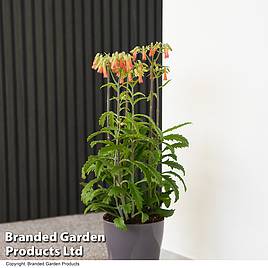 Kalanchoe blossfeldiana Lucky Bells