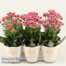 Kalanchoe Sunny Gracefull Pink