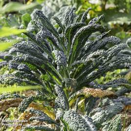 Kale Black Kale