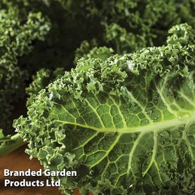 Kale Dwarf Green Curled