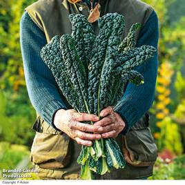 Kale Nero Di Toscana - Organic Seeds