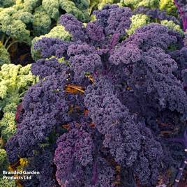 Kale Redbor