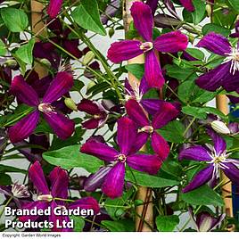 Clematis Sweet Summer Love